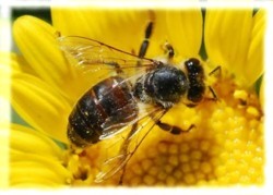 De ce vad albinele mai bine decat oamenii