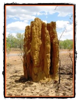 Termitele