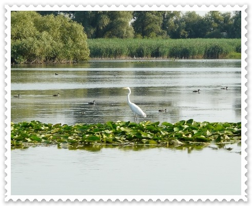 Delta Dunarii rezervatie naturala